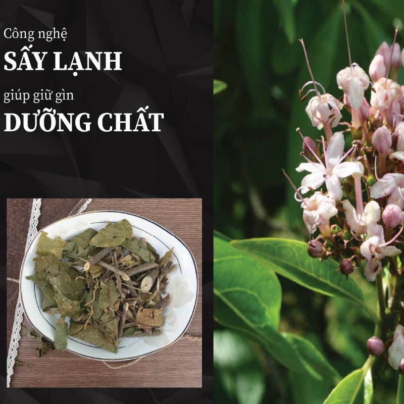 Bạch đồng nữ khô được sản xuất với quy trình công nghệ hiện đại
