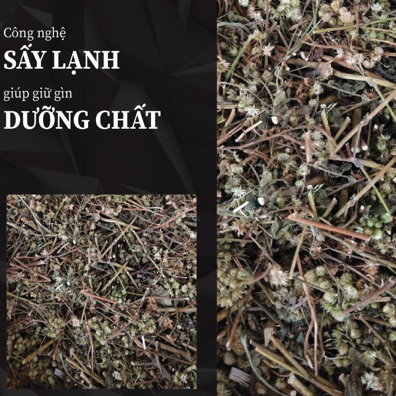 Cây cỏ hôi khô được sấy lạnh hiện đại tại THAPHACO