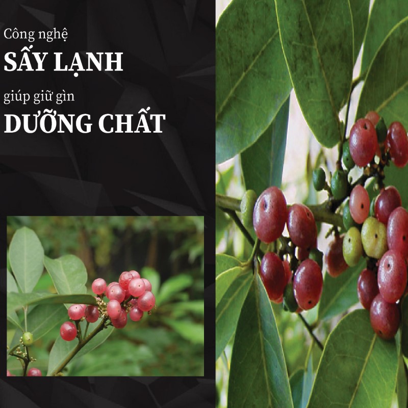 Ưu điểm vượt trội của cây cơm rượu khô tại THAPHACO