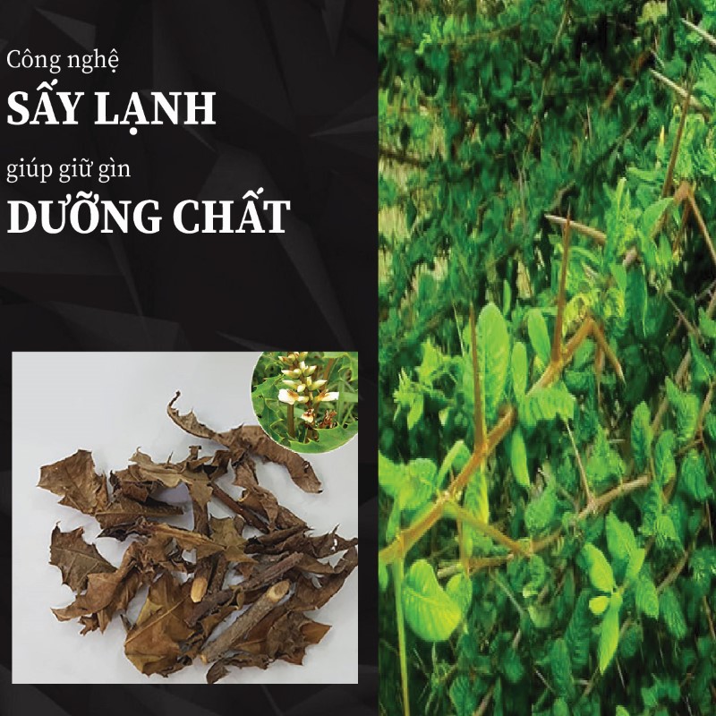 Cây ô rô mát gan khô được xử lý bằng quy trình công nghệ hiện đại