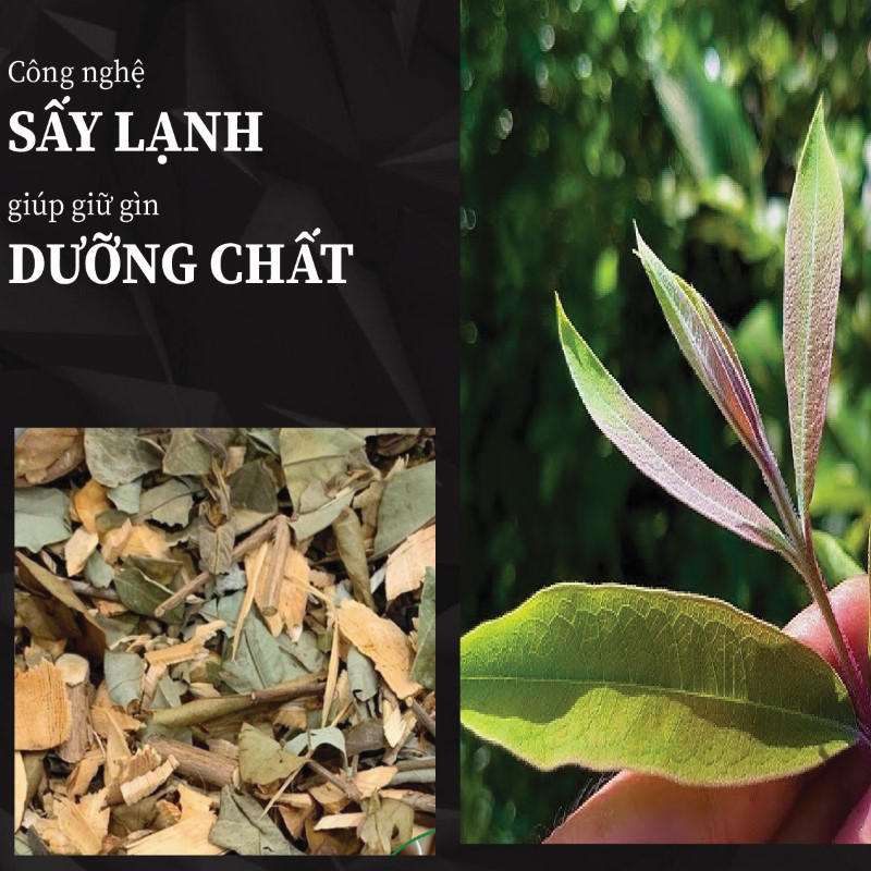 Cây thành ngạnh khô vẫn giữ nguyên dưỡng chất nhờ quy trình sấy hiện đại