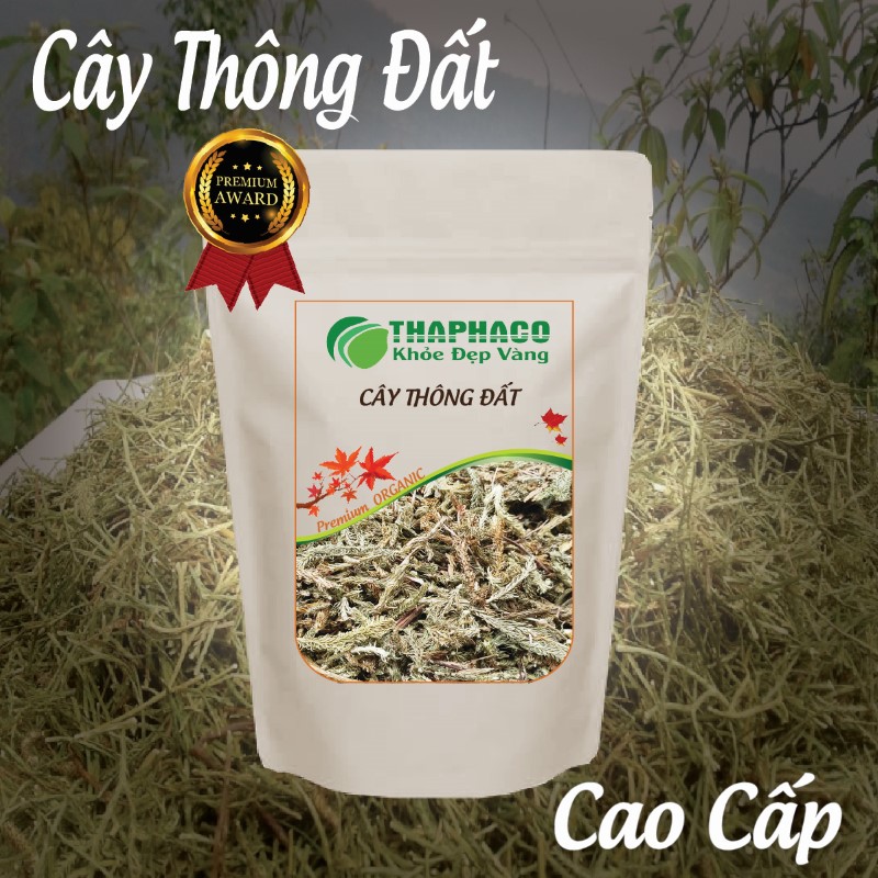 Cây thông đất khô có nhiều công dụng tốt cho sức khoẻ