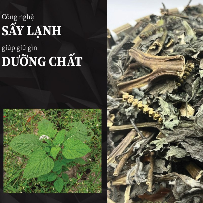 Ưu điểm nổi bật của cây vòi voi sấy khô tại THAPHACO