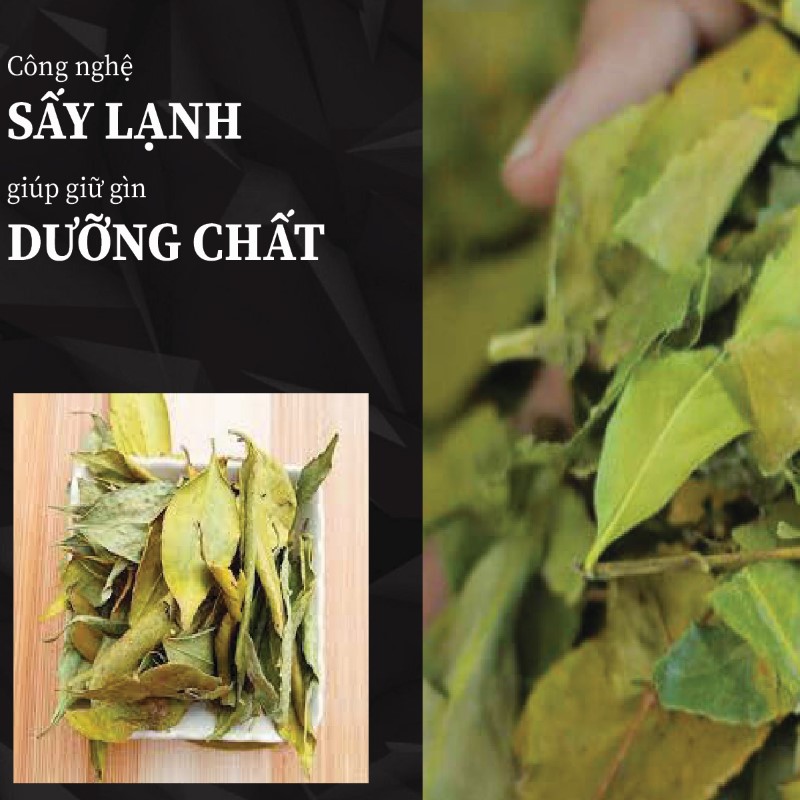 Nhờ công nghệ hiện đại, chè dung vàng khô vẫn giữ được dưỡng chất