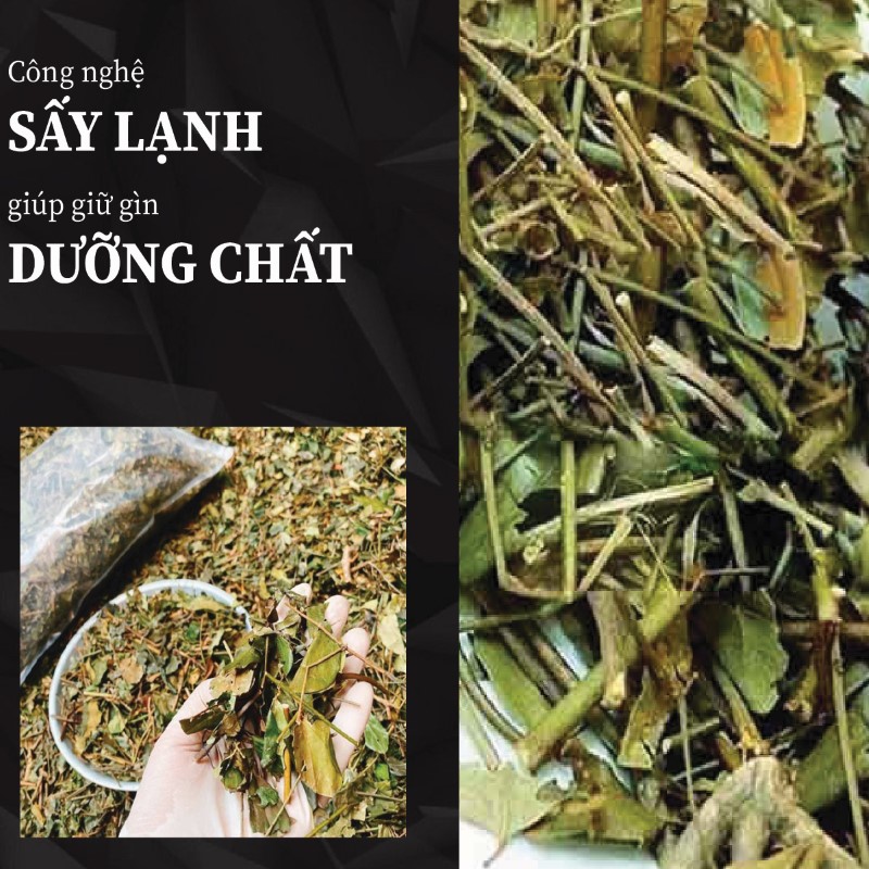 Chè vằng khô qua quy trình chế biến hiện đại
