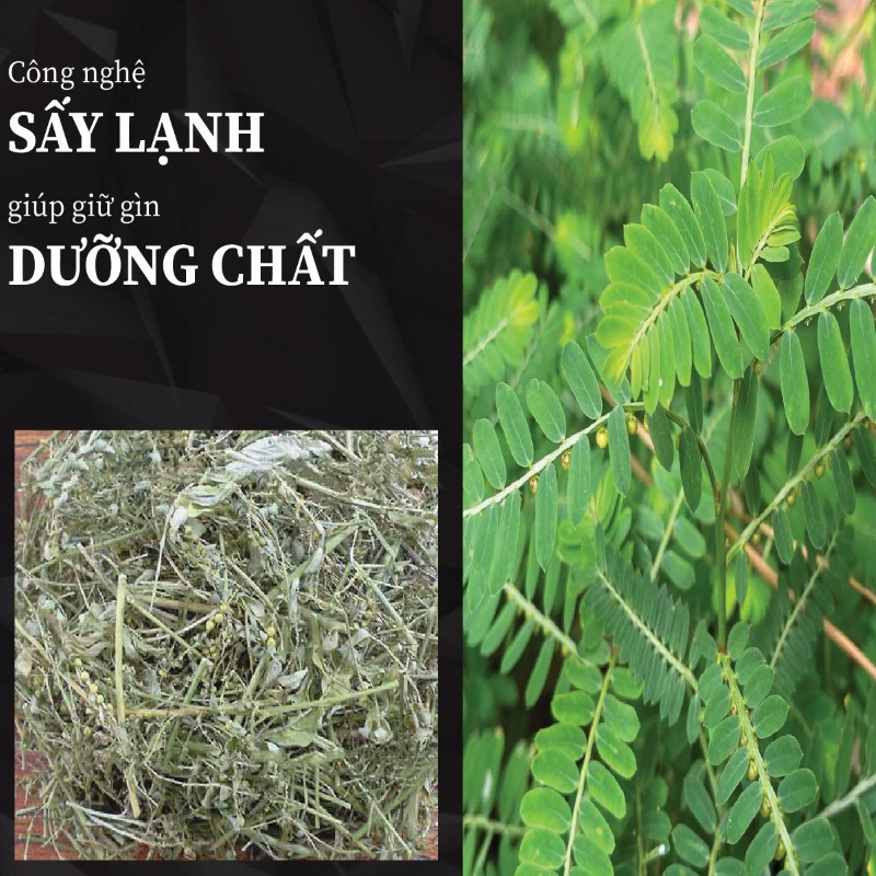 Diệp hạ châu đắng khô vẫn giữ trọn dưỡng chất nhờ công nghệ hiện đại