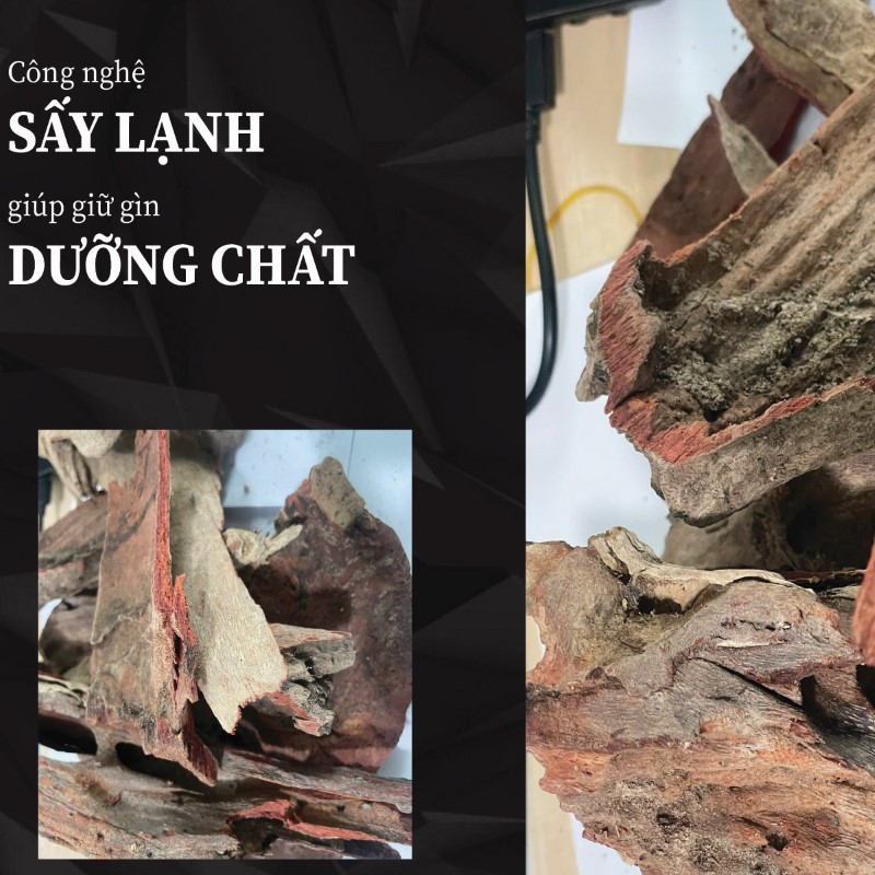 Huyết giác khô chất lượng tại THAPHACO