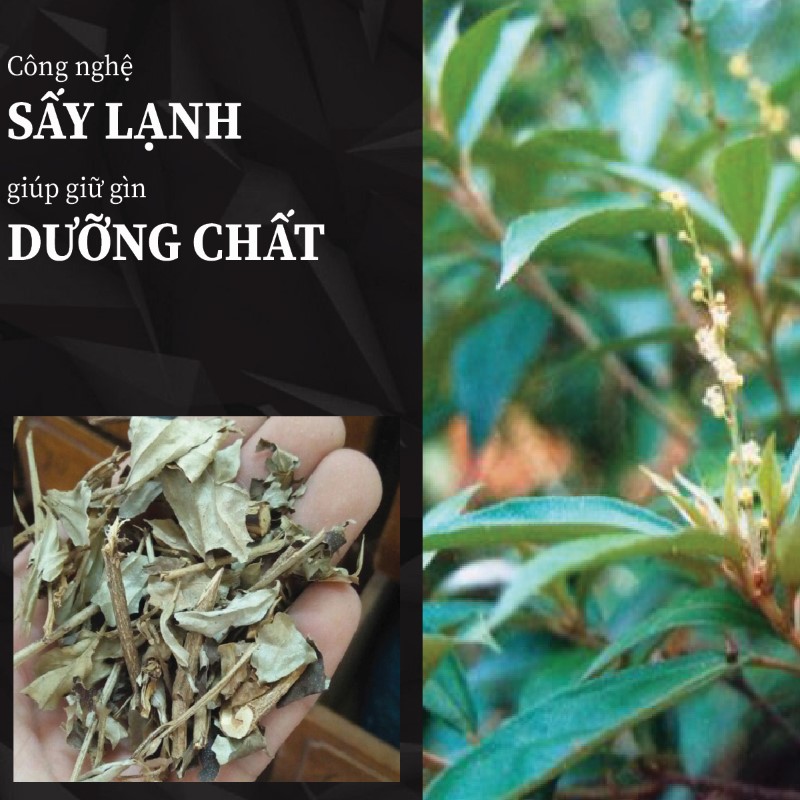 Quy trình chế biến hiện đại giúp khổ sâm giữ nguyên dưỡng chất