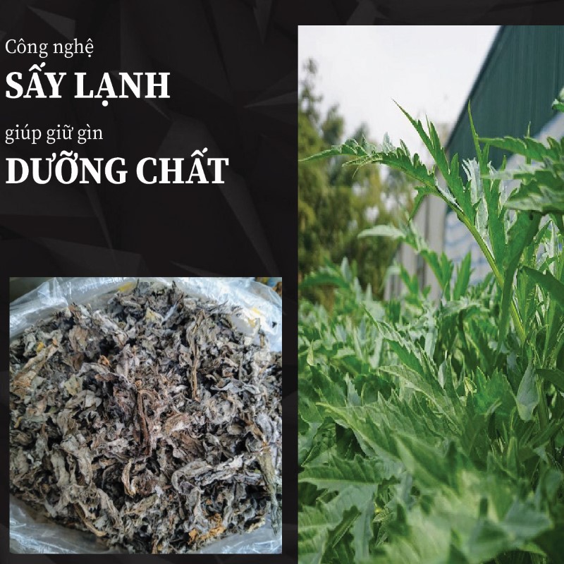 Hình ảnh lá atiso khô chất lượng tại THAPHACO