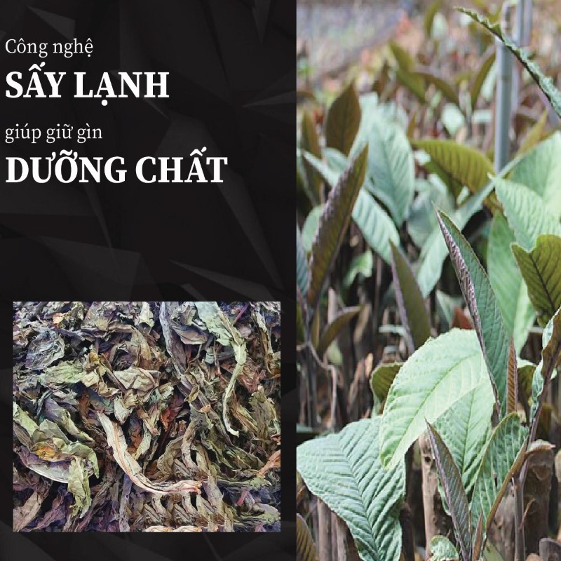 Ưu điểm nổi bật của lá khôi tía khô THAPHACO