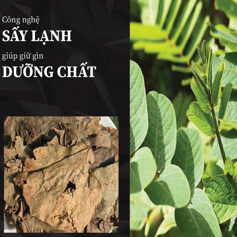 Hình ảnh lá muồng trâu sấy khô đạt chuẩn tại THAPHACO