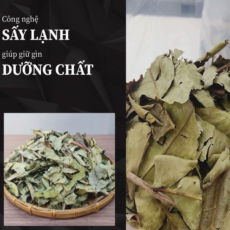 Lá vối khô vẫn giữ trọn dưỡng chất nhờ quy trình sấy hiện đại