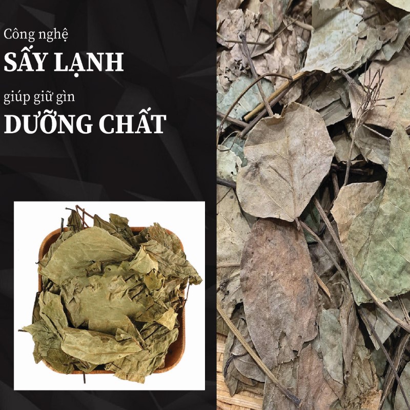 Hình ảnh lá vông nem khô chất lượng tại THAPHACO