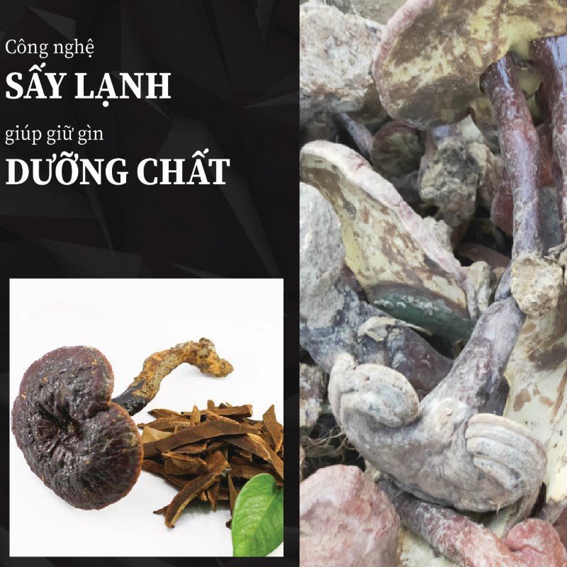 Nấm lim xanh rừng khô chất lượng tại THAPHACO