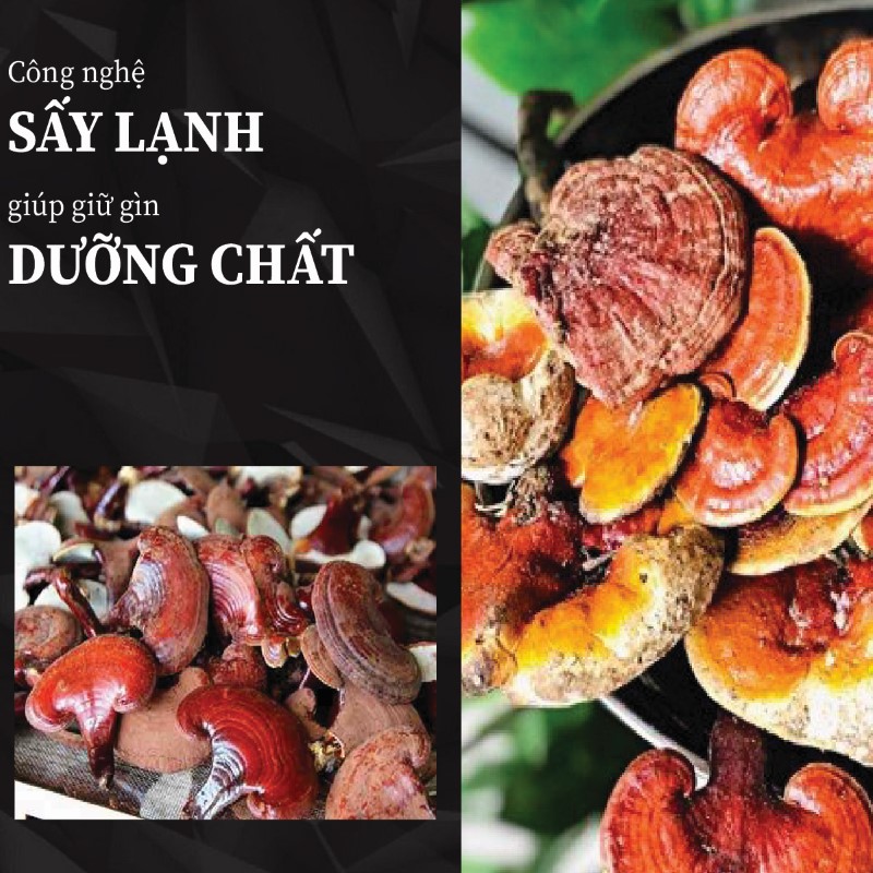 Ưu điểm nổi bật của nấm lim xanh trồng tại THAPHACO