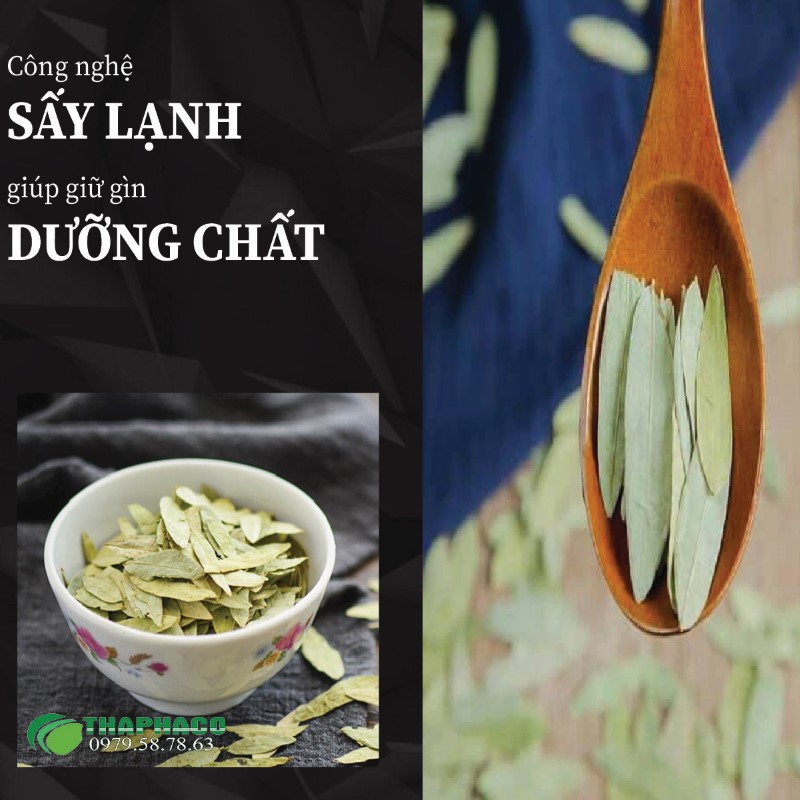 Phan tả diệp khô được sản xuất với quy trình hiện đại