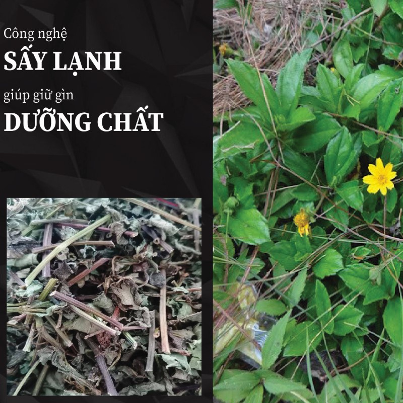 Sài đất được chế biến với quy trình công nghệ hiện đại