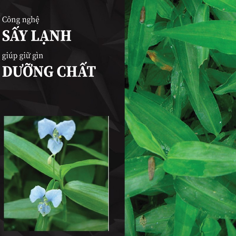 Hình ảnh sản phẩm thài lài trắng chất lượng tại THAPHACO