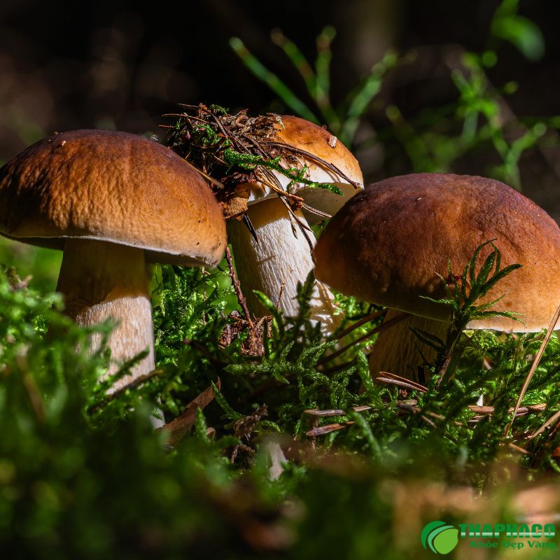 Lưu ý khi sử dụng nấm hương