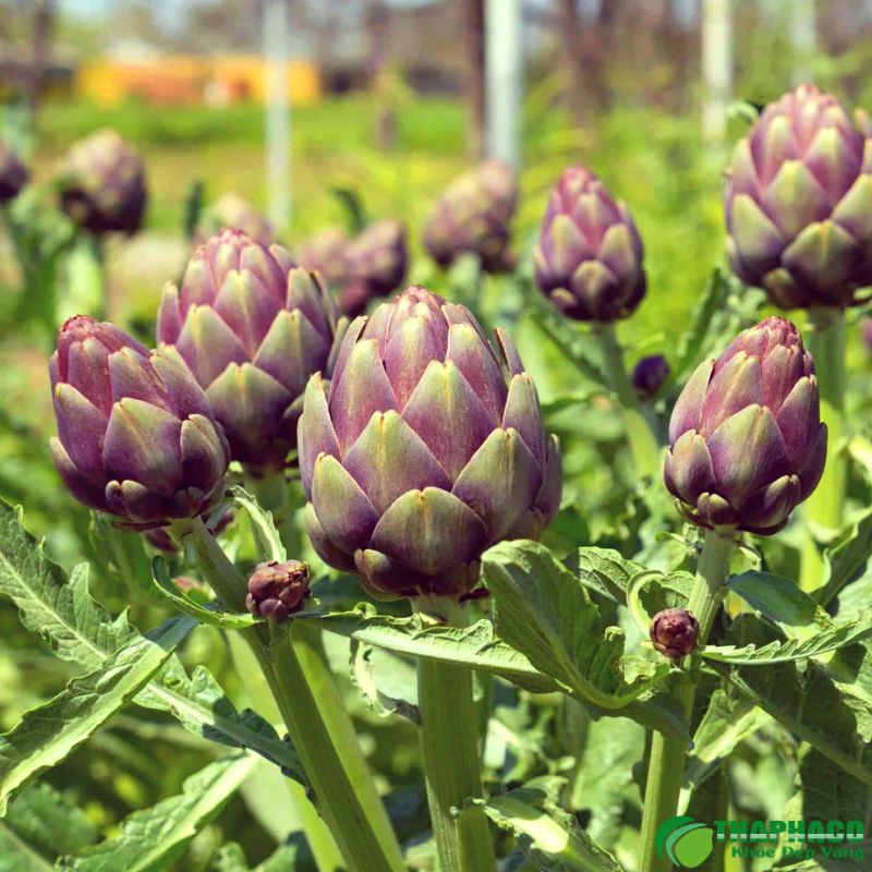 Công dụng hoa atiso đà lạt, atiso tốt cho gan 