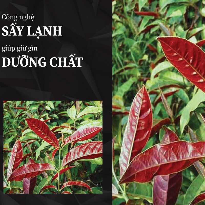 Túi 500g bột lá đơn đỏ sấy khô giá rẻ