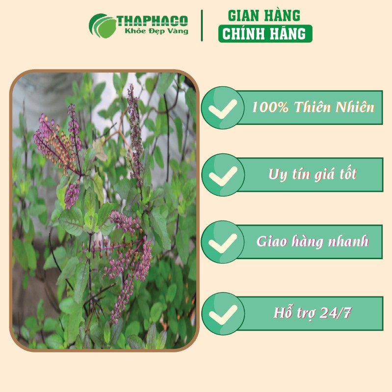 Địa chỉ bán lẻ túi 500g bột lá hương nhu sấy khô giá rẻ tại TP.HCM