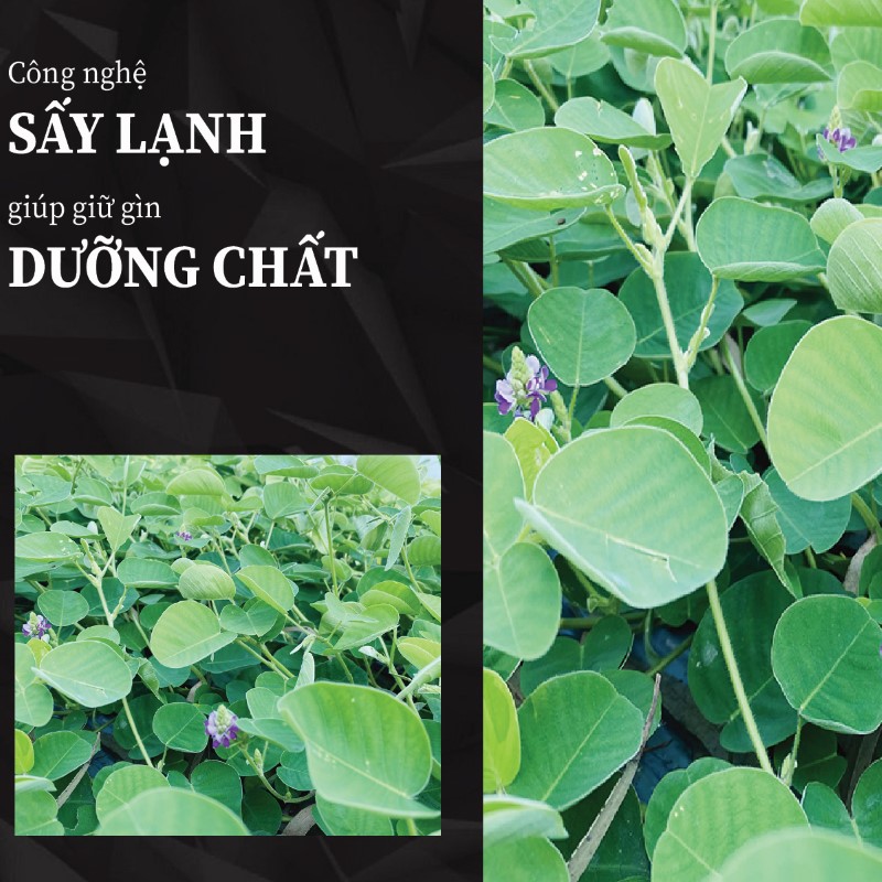 Túi 500g bột lá kim tiền thảo sấy khô giá rẻ