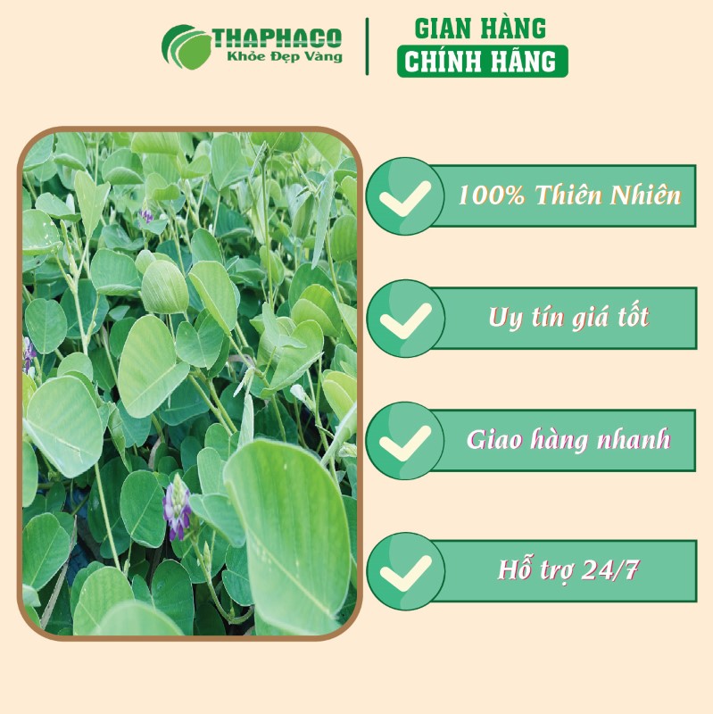 THAPHACO bán lẻ túi 500g bột lá kim tiền thảo sấy khô giá rẻ tại TP.HCM