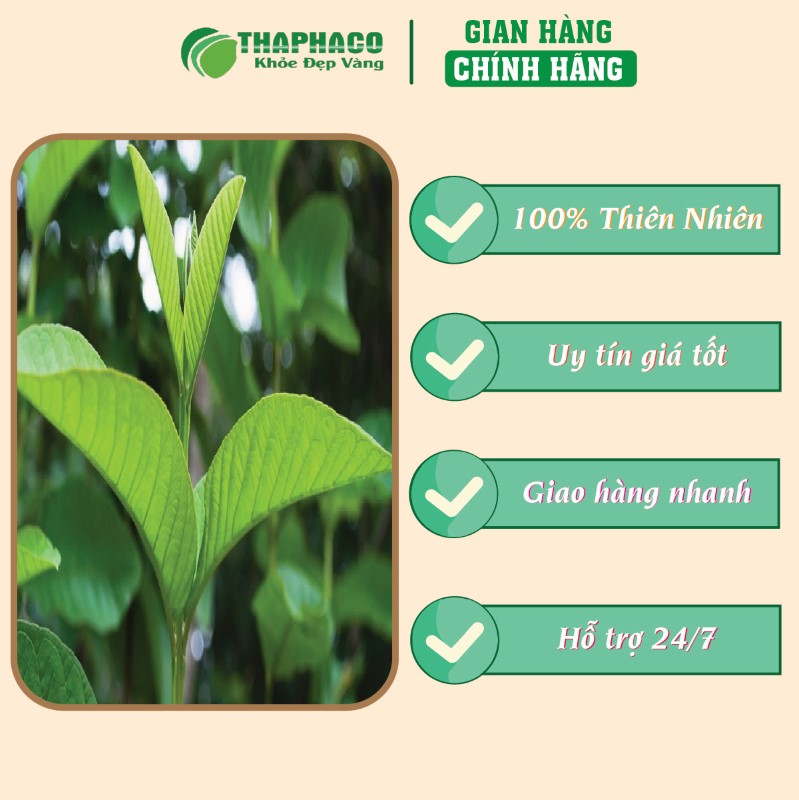 Chỗ mua túi 500g bột lá ổi sấy khô giá rẻ tại TP.HCM