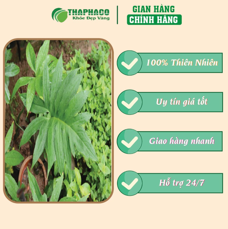 Địa chỉ bán lẻ túi 500g bột móp gai sấy khô giá rẻ tại TP.HCM