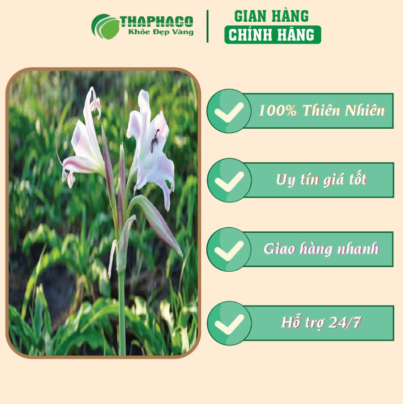 Địa chỉ bán lẻ túi 500g bột trinh nữ hoàng cung sấy khô giá rẻ tại TP.HCM