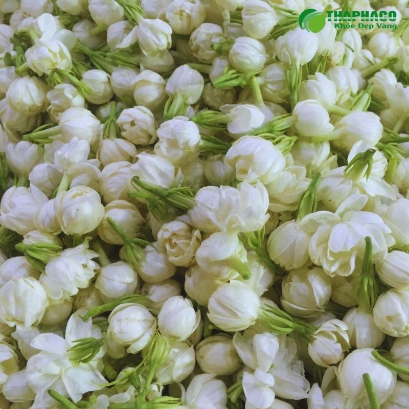 Cây hoa nhài tươi đang ra nụ, nguồn gốc của nụ hoa nhài khô nguyên chất Thaphaco