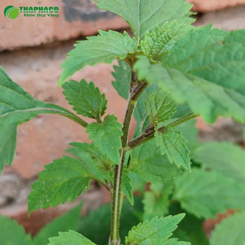 Hương nhu được dùng để làm gì?