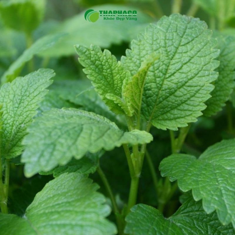 Cây tía tô khác cây hương nhu 