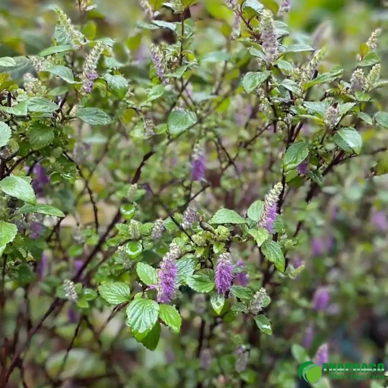 Lưu ý khi sử dụng cây hương nhu 