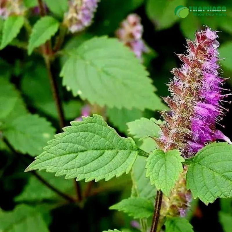 Cây hương nhu không phải là cây tía tô 