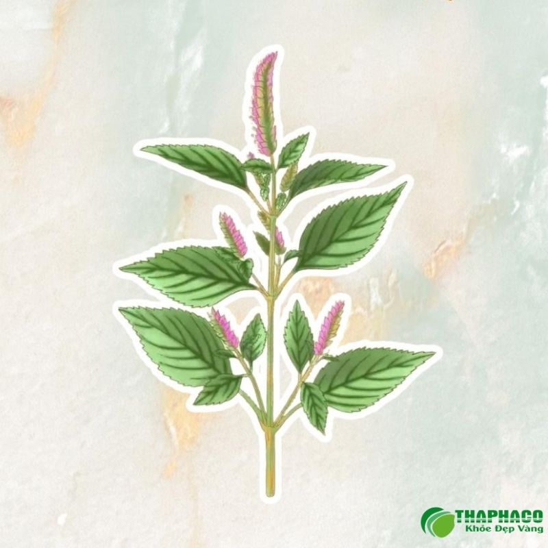 Cây hương nhu có phải là cây tía tô