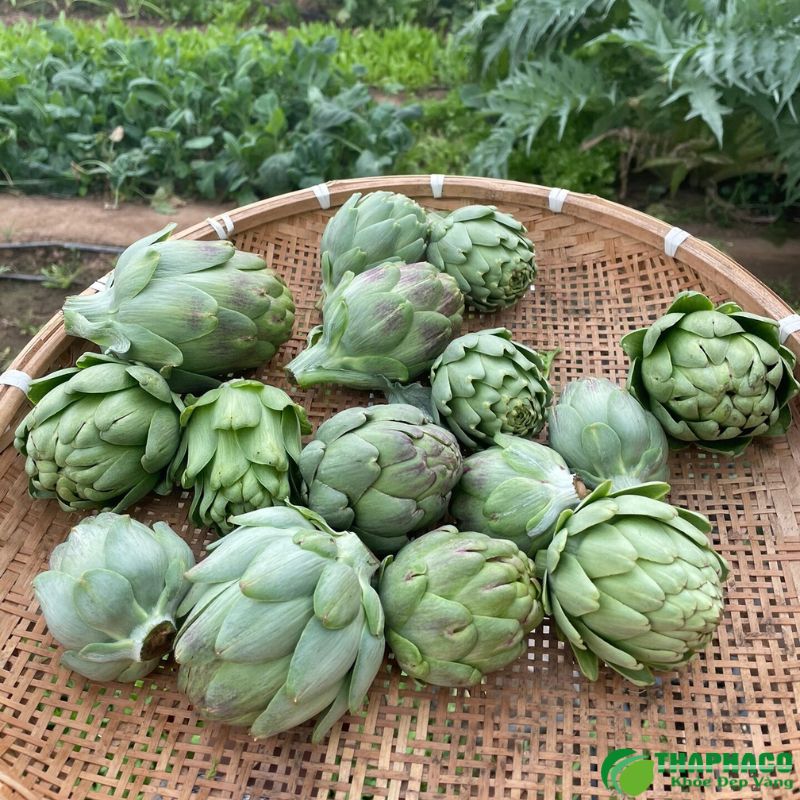 Cây hoa Atiso Đà Lạt tươi xanh trên nông trại, biểu tượng của dược liệu quý