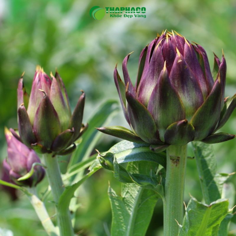 Hoa Atiso Đà Lạt Có Tác Hại Gì Không?