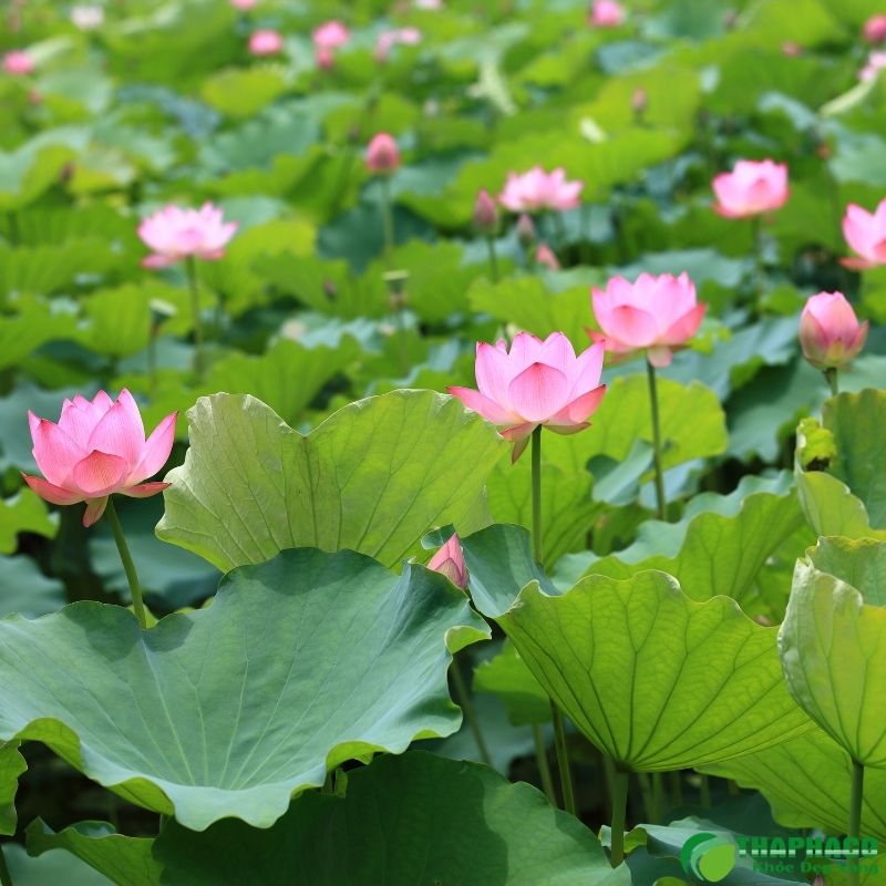 Tại sao tâm sen Đồng Tháp lại nổi tiếng