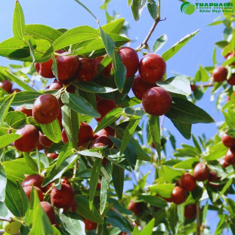 Táo đỏ Tân Cương chính hãng có đặc điểm gì?