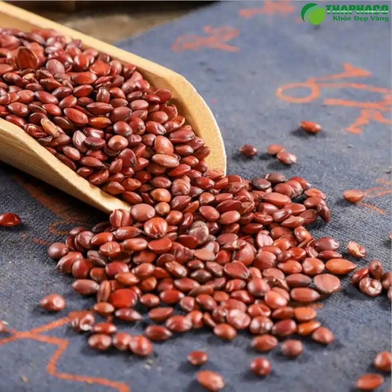 Toan táo nhân trị mất ngủ 