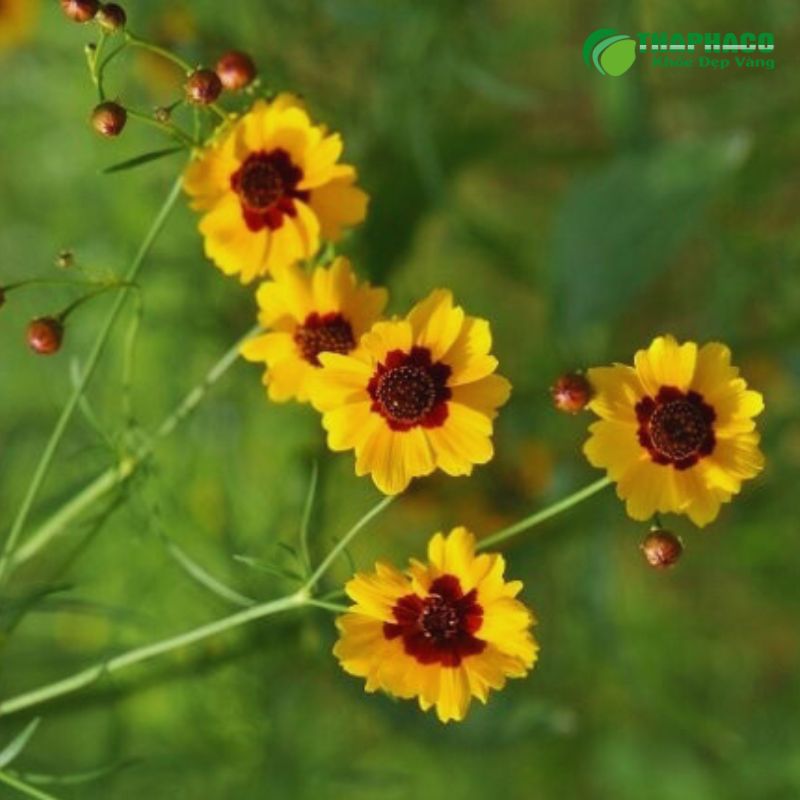 Tuyết cúc côn lôn 