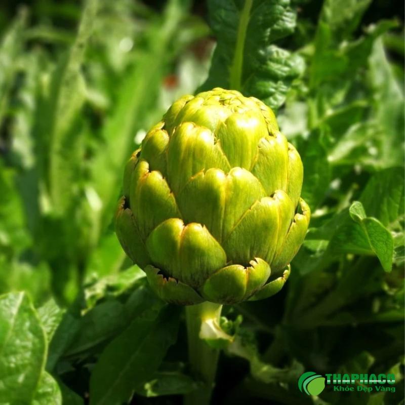 Cây hoa Atiso Đà Lạt tươi xanh trên nông trại, biểu tượng của dược liệu quý