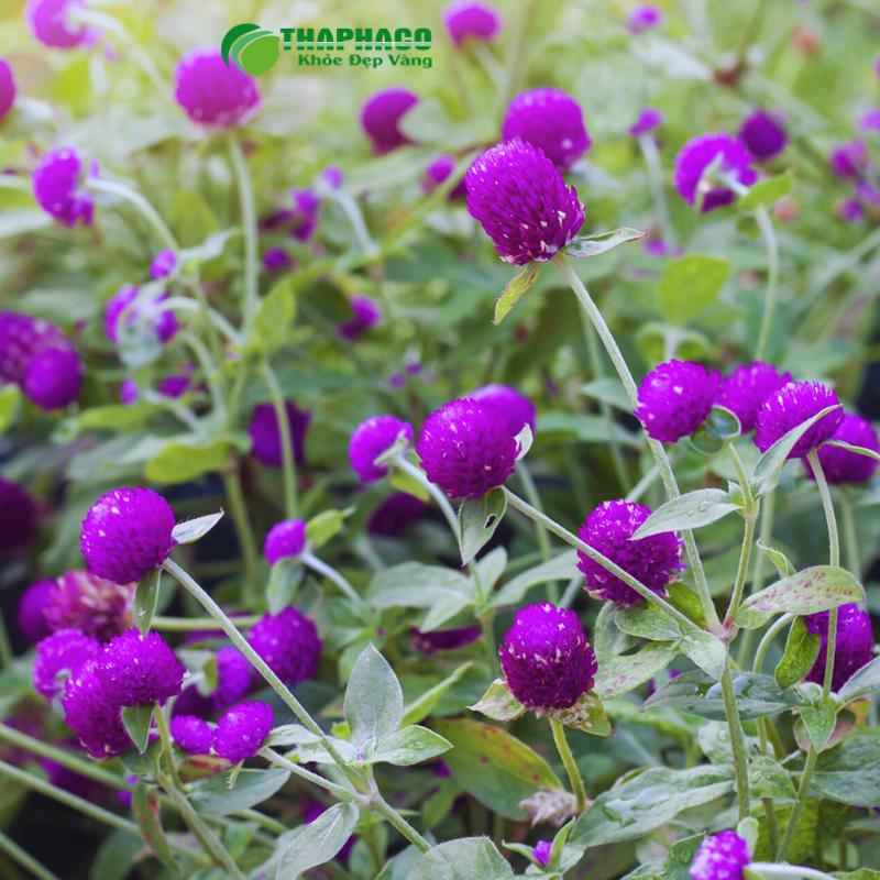 Cây hoa bách nhật tươi đang nở rộ màu tím trên cánh đồng