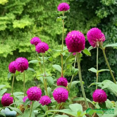 Cách dùng hoa bách nhật làm đẹp da