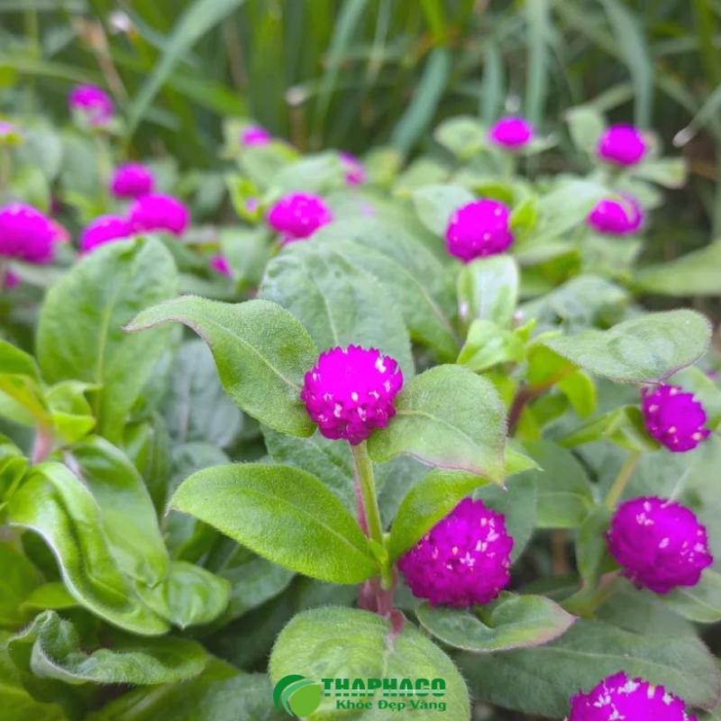 Hoa Bách Nhật khô mang lại nhiều lợi ích sức khỏe