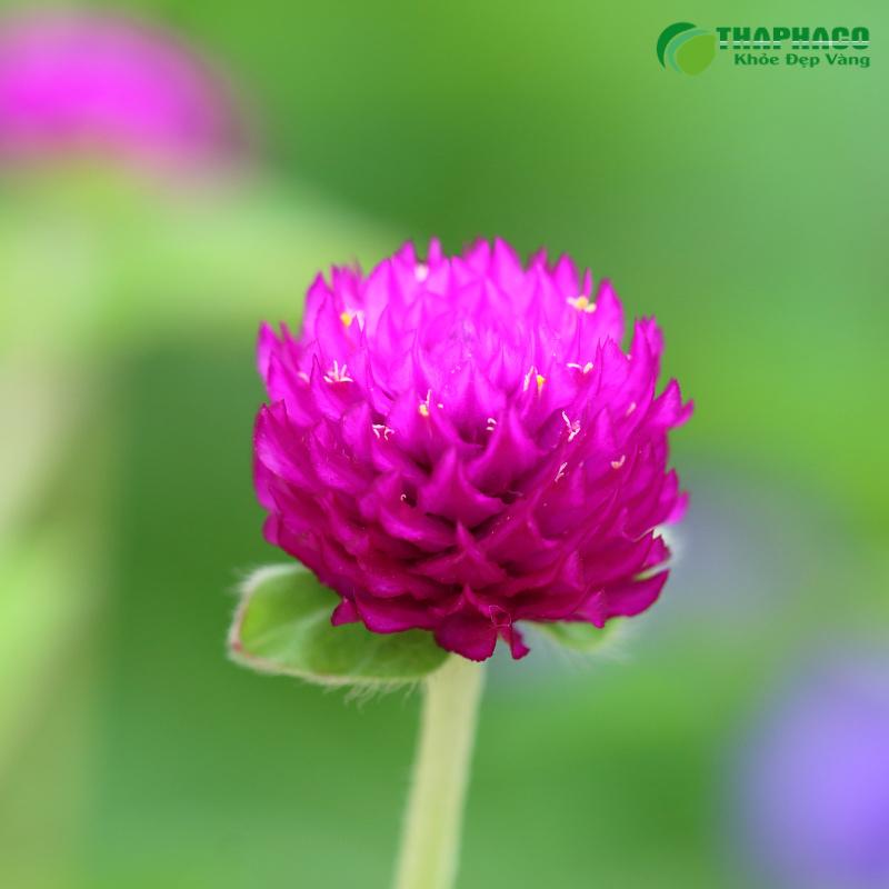 Cây hoa bách nhật (Gomphrena globosa) tươi tại vườn Thaphaco
