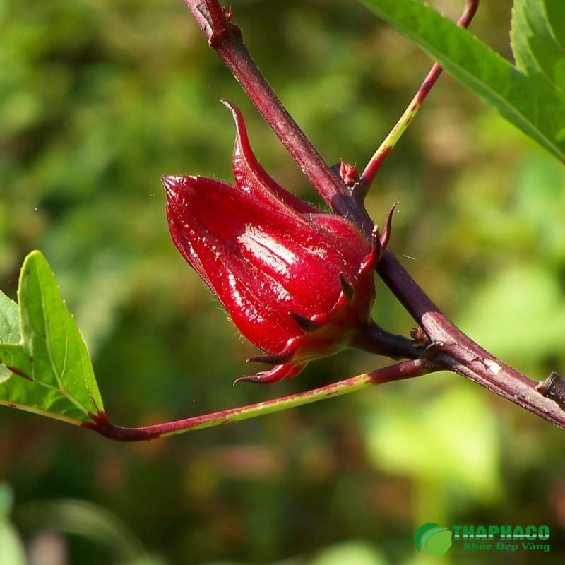 Hoa Atiso Đỏ Có Tác Dụng Gì Cho Sức Khỏe?