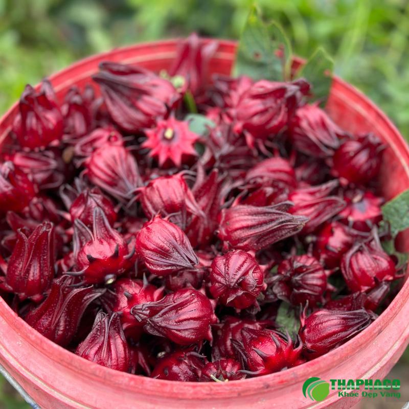 Hoa atiso đỏ có tác dụng hỗ trợ giảm cân hiệu quả